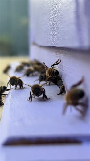 Bees are under real threat from varroa and environmental pressure - and they matter more than most people realise. They support our food, our land, and the world around us. We rescue swarms, care for our hives chemical-free, and learn alongside our kids every day. Come with us on this journey — understanding bees really does matter. #bee #conservation #beekeeping #country #countrylife
