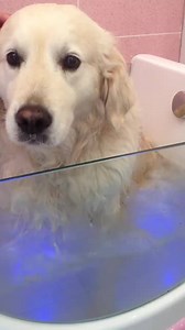 This beautiful Golden Retriever came in for a Jacuzzi Spa, Daisy suffers from arthritis so she had a lovely relaxing spa and nearly fell asleep. She was fabulous and such an angel. #Tuesdaytreat@dogzidaisy | Dogzi K9 Beauty & Dog Grooming Salon