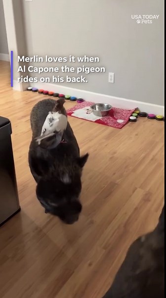 An intelligent potbelly pig who communicates with buttons