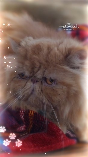 A round of ap-paws for our favorite four-pawed cast members! 🐈 Christmas at the Catnip Café premieres tonight at 8/7c, next day on Hallmark Plus. | Hallmark Channel