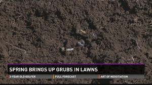 Spring brings back the grubs