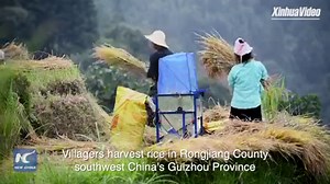 Featuring terraced fields, Rongjiang County in SW China's Guizhou sees rice harvest | Xinhua Culture&Travel