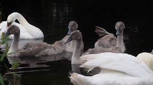 Mute swan identification guide and fascinating facts