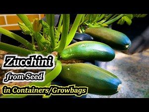 Growing Zucchini in Containers (Summer Squash from Seed to Harvest) Container Garden