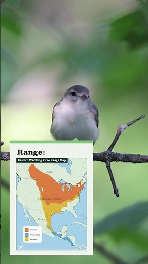 Eastern Warbling Vireo