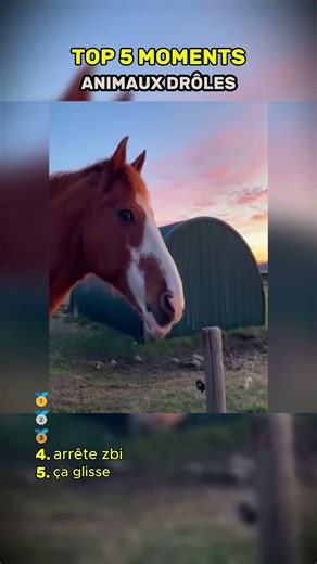 IL A FAIT QUOI LÀ ? 😂🐴