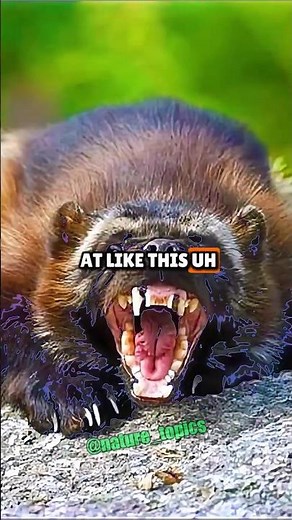 Wolverines Are Real and They Scare Off Bears