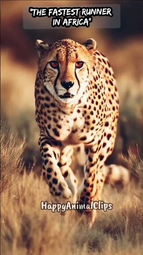 Cheetah Running at Full Speed Across the African Savannah #animals #cheetah #viral