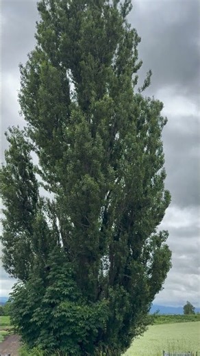 ケンとメリーの木と自転車 The Ken & Mary Tree and a Bicycle