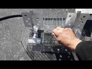 Amish made house sparrow trap