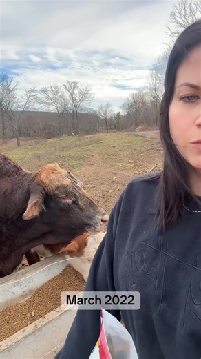 Explaining this again. Our cow family tree in detail! #rufusthebull #redfordthebull | Rufus The Bull