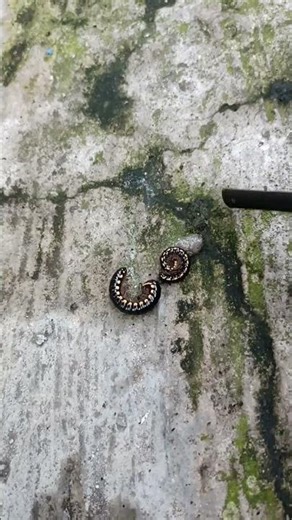 Crow caterpillars are very agile, friends 🙏#funny #shorts