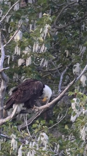 9.7K views · 200 reactions | Alaskan Bald Eagle perched in a Cottonwood Preening itself. Look at all the cottonwood seed #alaska #eagle #preening #jcsolbergphotography #alaskalife #sharingalaska #alaskavideographer #alaskaphotography #wildlifephotographer #wildlifephotography #alaskaproud #baldeagle #outdoor #nature | Alaskan Adventures And More | Facebook