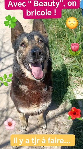 Notre beau " Beauty" est chez " Rosalie Provence" à l'adoption ! Un Amour. Il aide au bricolage , jardinage et surtout à la " popote"... rosalieprovenceadoption@gmail.com | Association Rosalie Provence