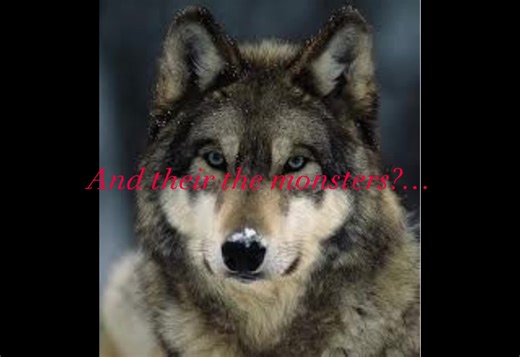 It’s so sad how people see wolves as monsters😕 #wolf #love #edit #video