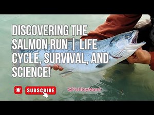 Discovering the Salmon Run | Life Cycle, Survival, and Science!