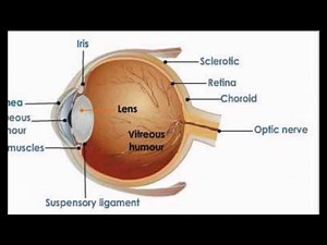 Function Of The Eye Lens