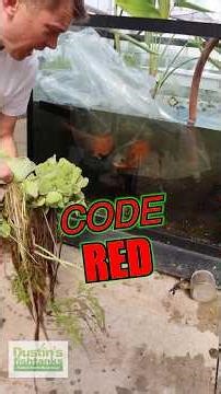 NEW OSCARS PART 2. CODE RED 🔴