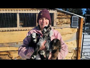 The Cutest Baby Goats Born on Our Alaskan Homestead!
