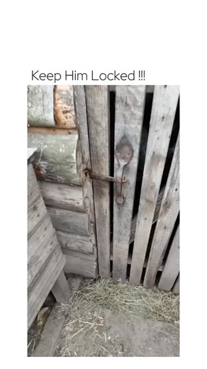 Memesoffixials on Instagram: "Freaky Goat ! Follow @Memesoffixials For More This is created for entertainment purposes only. All credits and rights to the original content belong to their respective owners. We do not claim ownership of any copyrighted material featured in this video. Our intention is solely to share joy and creativity. If you have any concerns regarding copyright, please feel free to contact us. Thank you for watching! Enjoy! #fun #reels #content #reel"