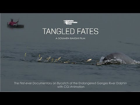 Tangled Fates | First Ever CGI Footage of Ganges River Dolphin | Bycatch & Conservation Documentary