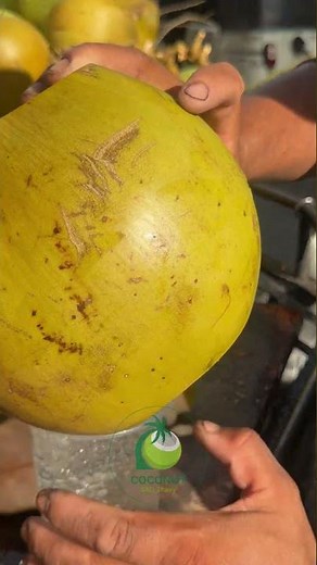 Coconut Cutting Techniques & Tips The Ultimate Guide
