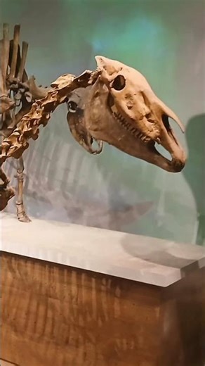 Chicago field museum