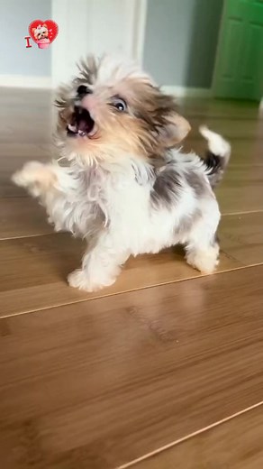 240K views · 9.4K reactions | Cute Yorkie Puppy Having Fun #yorkie #yorkielove #yorkshireterrier #terrier #barking | I Love Yorkshire Terrier | Facebook