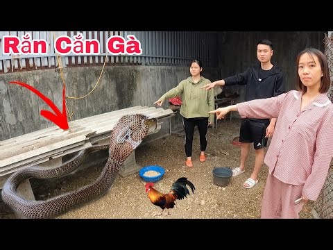 Cuộc Gọi Khẩn Cấp Của Cô Gái Trẻ Phát Hiện 5 Con Rắn Hổ Mang Bò Vào Chuồng Gà Lột Xác