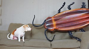 Beagle dog battles giant cockroach in epic prank reaction