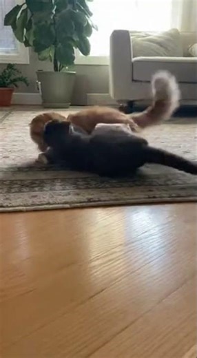 When Play-Fight Turns Into Unexpected Cuddle Session 😻 | Cat Chaos Gone Sweet| Babybee