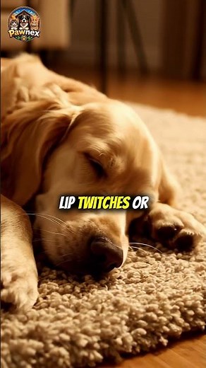 The Amazing Reason Dogs Move While Sleeping
