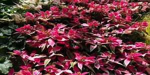 Alternanthera: Plant Care & Growing Guide