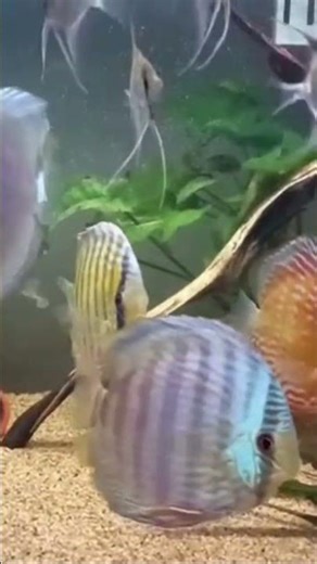 wild discus heckel #fish #planetaquarium #music #aquarium #megaquarium #trending #fishing #fishtank