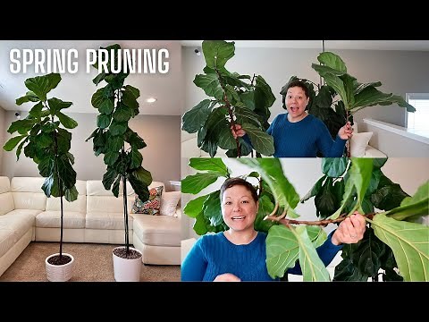 SPRING PRUNING MY FIDDLE LEAF FIG || Ficus Lyrata pruning to encourage branching