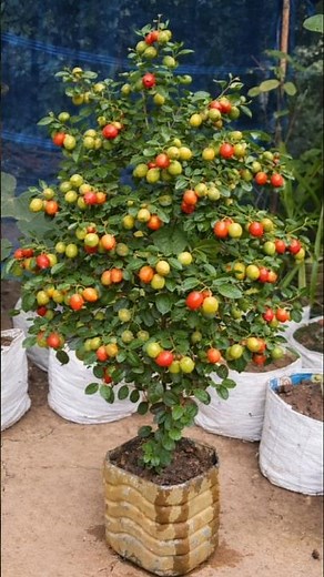 How to Make a Small Jujube (Kul/Boroi) Tree Grow Fast & Fruit Heavily | DAP & Potash Fertilizer Tips