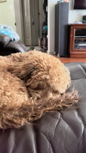 Ruby likes to sleep 💤 #puppy#dog#sleeping#tired#fypp