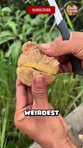 Top 5 Weirdest Fruits You Didn’t Know Existed! 🤯 Which one surprised you the most? 👇 #WeirdFruits #FYP #ViralVideo #FactTok #RareFruits 🍍✨ #WeirdFruits #RareFruits #ExoticFruits #StrangeFruits #UniqueFruits #FruitFacts #AmazingNature #NatureFacts #FoodFacts #DidYouKnow #MindBlown #Unbelievable #InterestingFacts #ViralFacts #Top5Facts #CrazyNature #FruitLover #LearnOnTikTok #TikTokFacts #TrendingNow #ViralVideo #FYP #ForYouPage #ExplorePage #FactTok