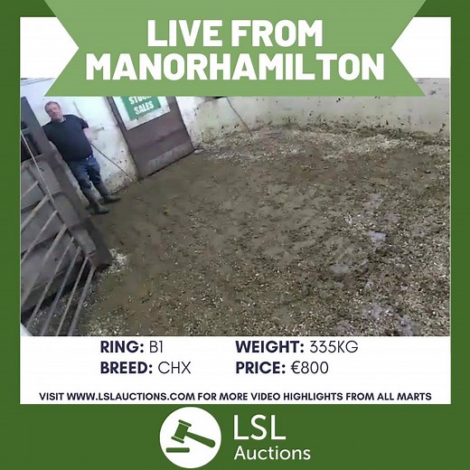 LIVE from Manorhamilton Mart! Join the latest cattle auction over at www.lslauctions.com This lot sold for €800 at 335KG! Full sales catalogue available here https://www.lslauctions.com/OnlineCatalogue-M295 #livestocklive #lslauctions #livestocksales #onlinemarts #farming | LSL Auctions