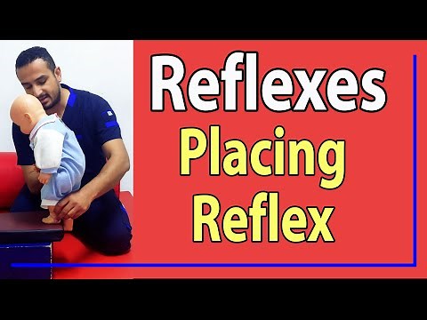 23 Placing (stepping) Reflex
