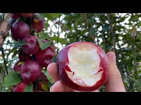 Liberty, Spartan and Honey Crisp Apple Taste Test and Compare