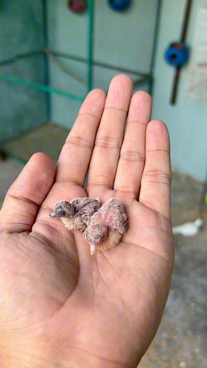 7.2K views · 214 reactions | Summer breeding birds doves and finches love birds and parrots | Birds Lover | Facebook