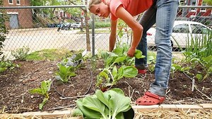 Urban Farming: Growing Food in a Sprawling City