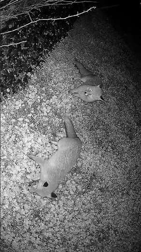 Foxes now have mating season #foxwatching #wildlife #wildfox