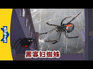 [4K] 认识动物 - 黑寡妇蜘蛛 (Meet the Animals - Spider) | 童話故事 | 动物 | Animals | Little Fox Chinese