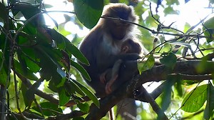 2.2K views · 14 reactions | most lovely baby monkey | Little Dalton | Facebook