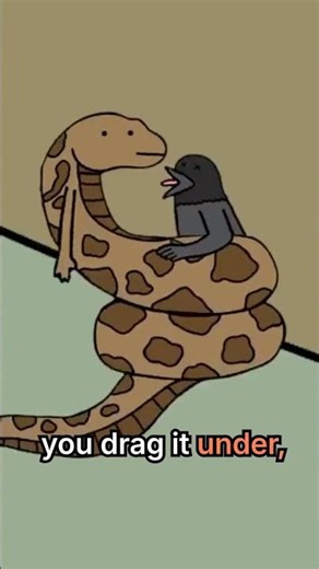 Rock Python Hunting in Water & Its New Home 🐍🌊🏡