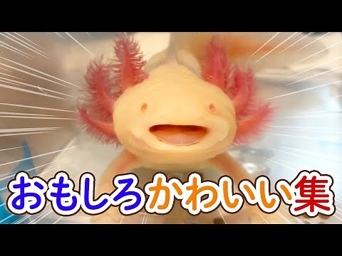 ウーパールーパーおもしろ・かわいい集！【2022】 /ウーパールーパー・飼育・かわいい・おもしろ・両生類・メキシコサンショウウオ・アホロートル・メキシコサラマンダー・動物
