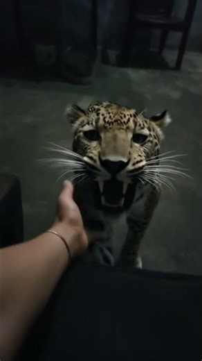 leopard leap effect #fy #trending #YouTube filter#filter effects#viral#viralvideo