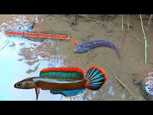AKHIRNYA..!! Channa Limbata Langka Berhasil ditemukan disini || Menemukan Ikan Channa Limbata Langka